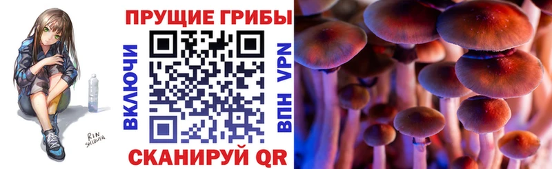 Галлюциногенные грибы Psilocybine cubensis Курск
